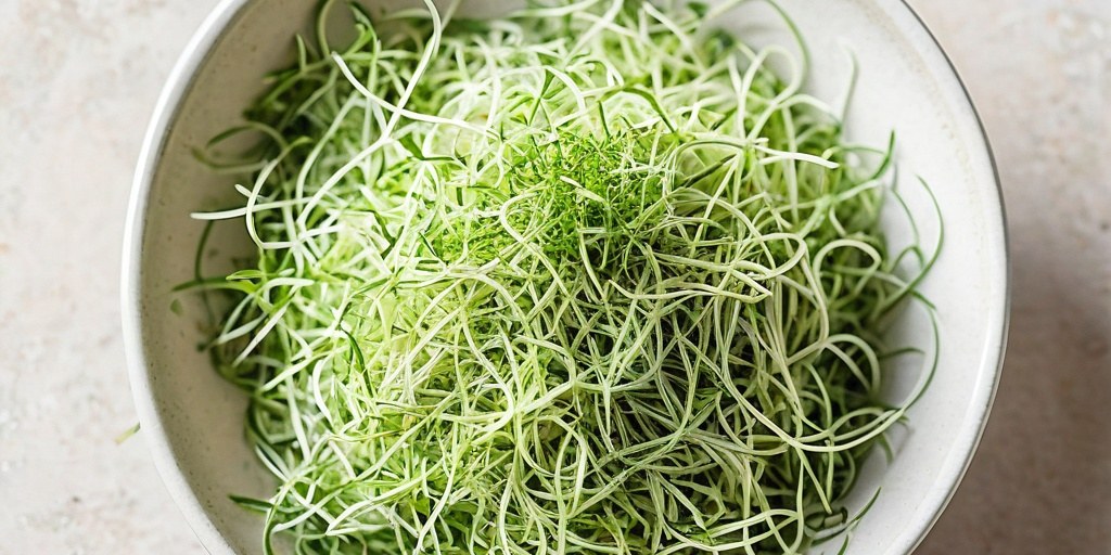 Alfalfa Sprouts